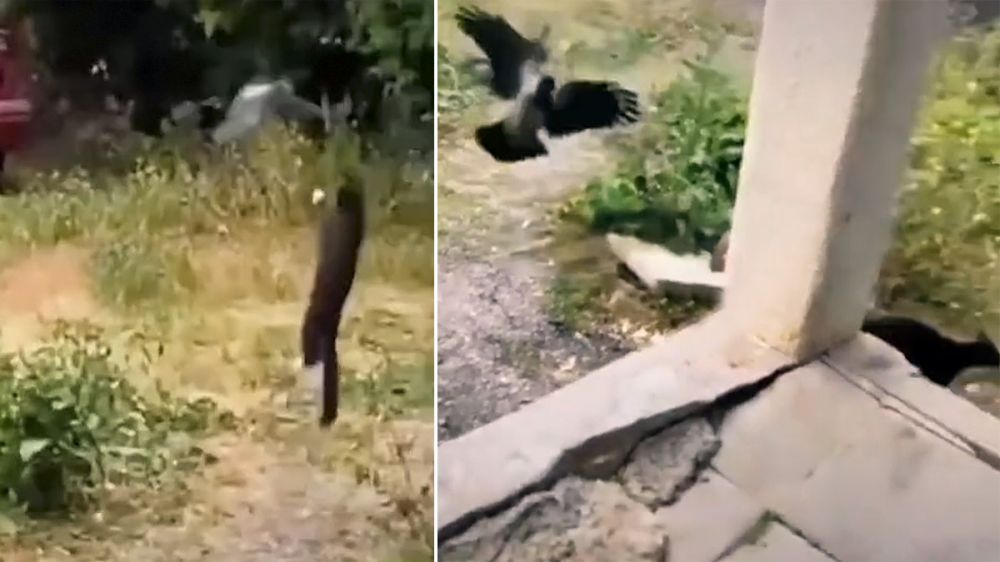 El poder de la bandada: un gato atrapa un córvido y dos de estas aves lo rescatan atacando al felino
