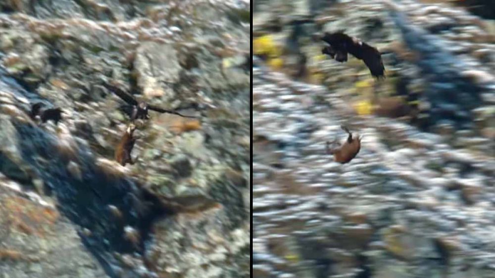 Naturaleza en estado puro: un águila engancha un rebeco con sus garras y lo despeña para darle caza