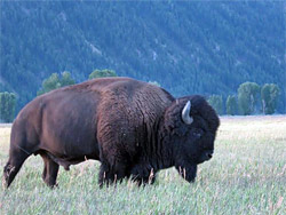 Liberan 23 ejemplares de bisonte en México