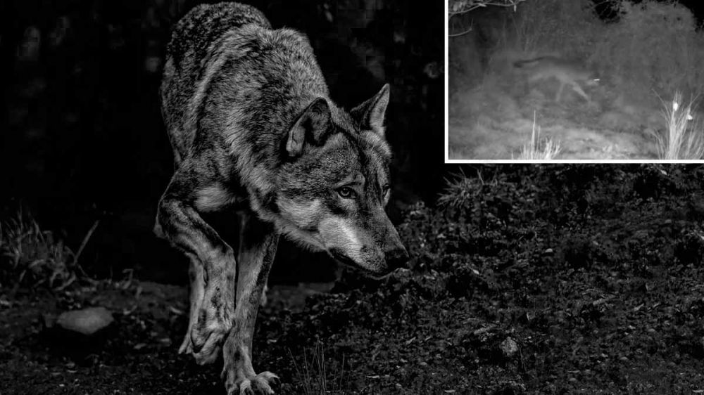 Un lobo ibérico con solo tres patas persigue a una piara de jabalíes