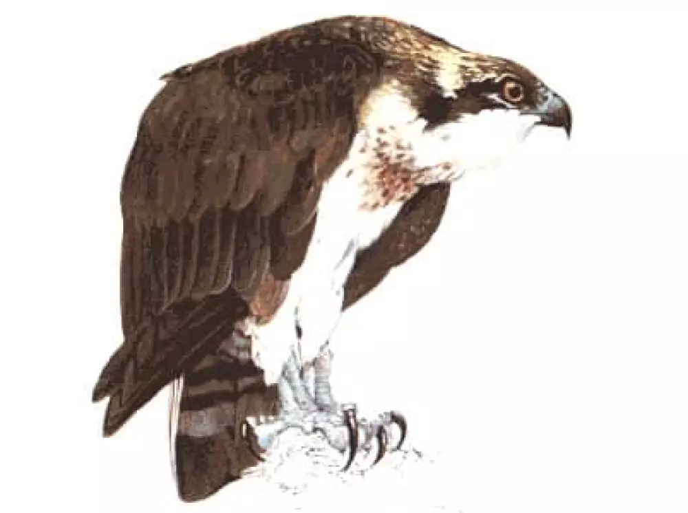 Aguila Pescadora