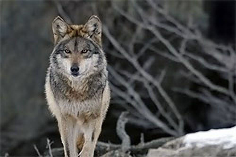 El lobo gris podría salir de la lista de especies protegidas