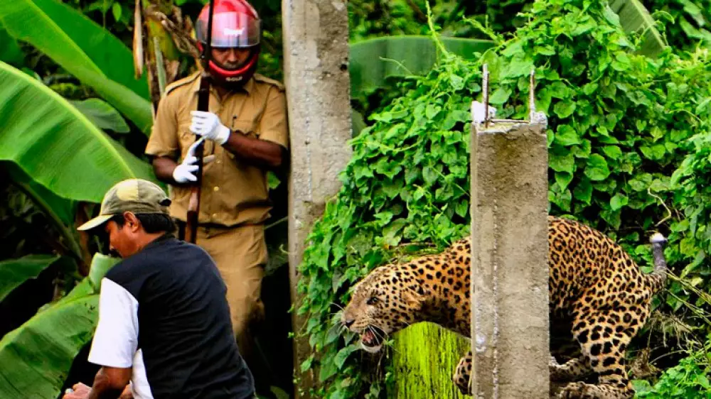 Un leopardo mata a un monje budista