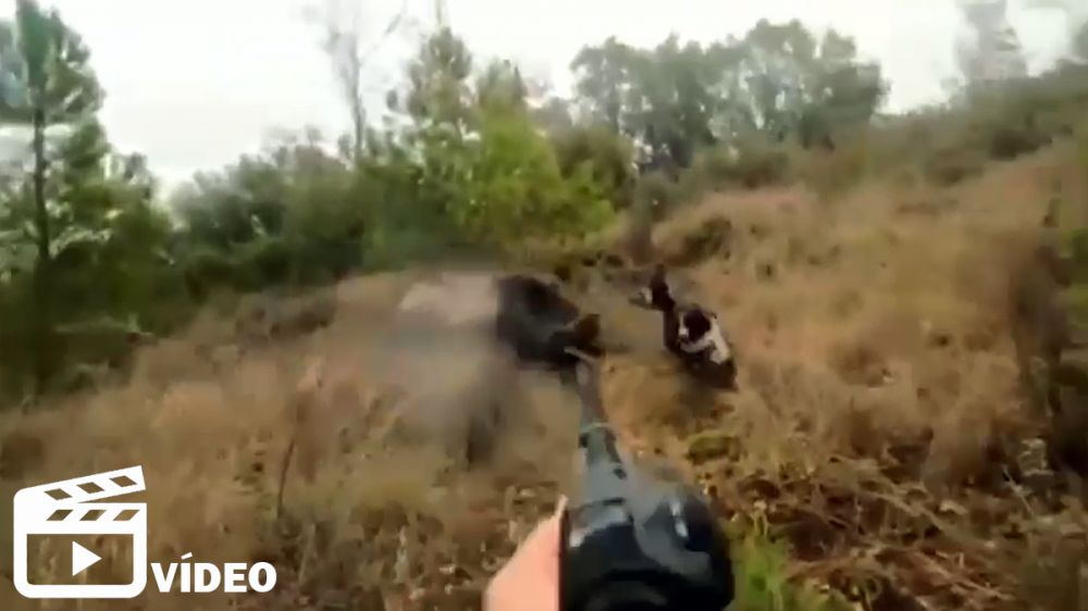 Un cazador salva la vida de su perro del feroz ataque de un gran jabalí