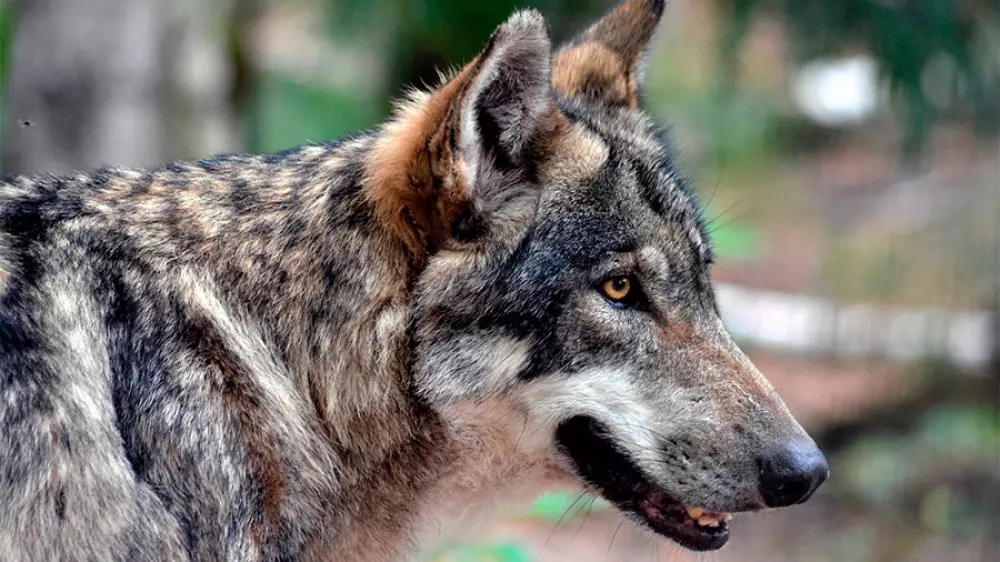 La Junta propondrá que los ganaderos puedan disparar al lobo mientras la caza sigue prohibida