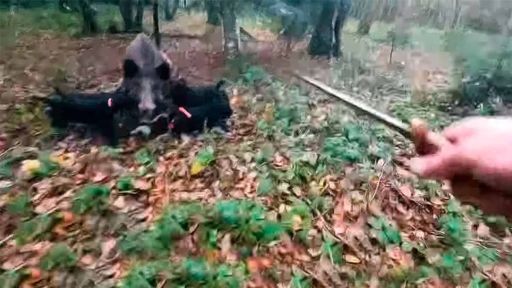 Un arriesgado remate ante un jabalí agarrado por jadg terriers