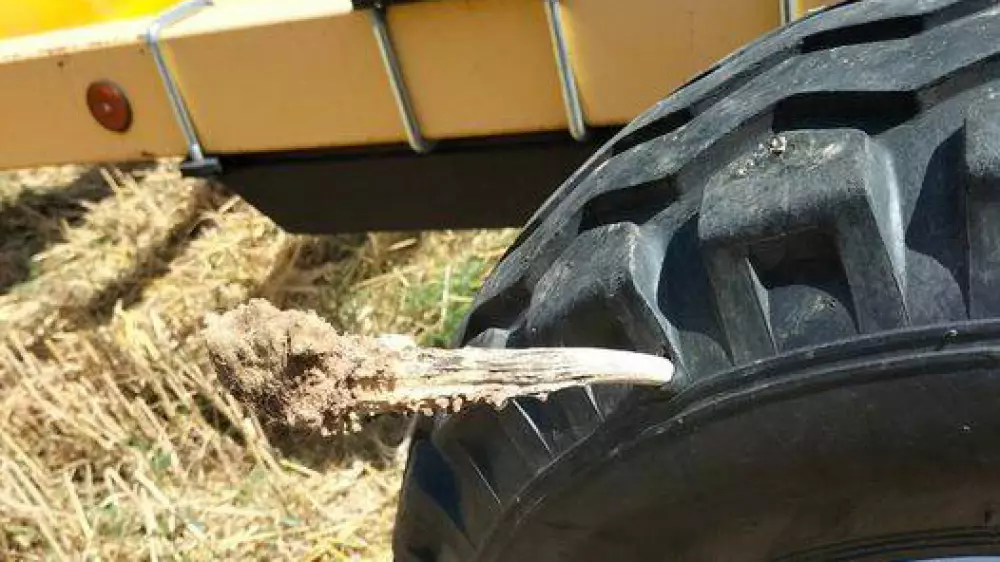 Una cuerna de corzo clavada en la rueda del tractor