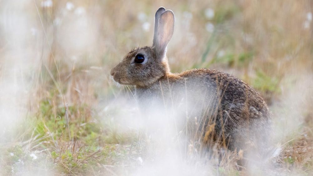 Conejos grandes, rubios y voraces: los agricultores manchegos aseguran que el conejo actual no es el de siempre