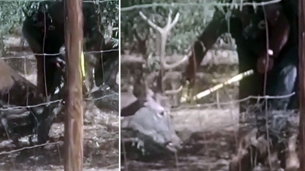 Los bomberos llaman a un cazador para que libere a un ciervo enganchado en una valla