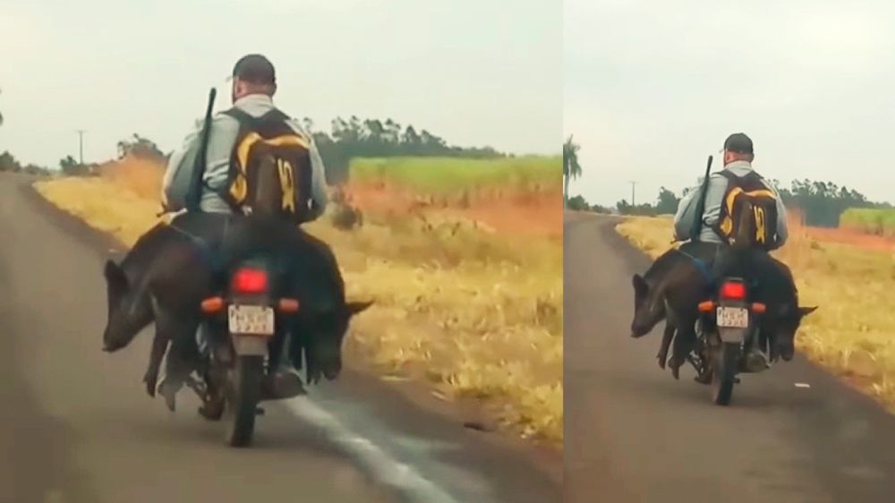 Un cazador lleva dos jabalíes recién cazados en su pequeña moto
