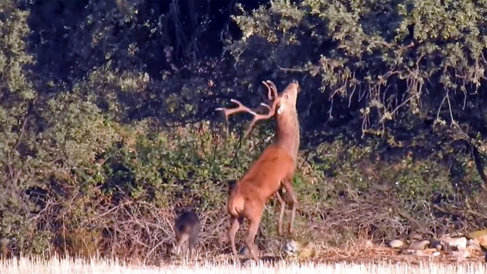 Animales de bellota