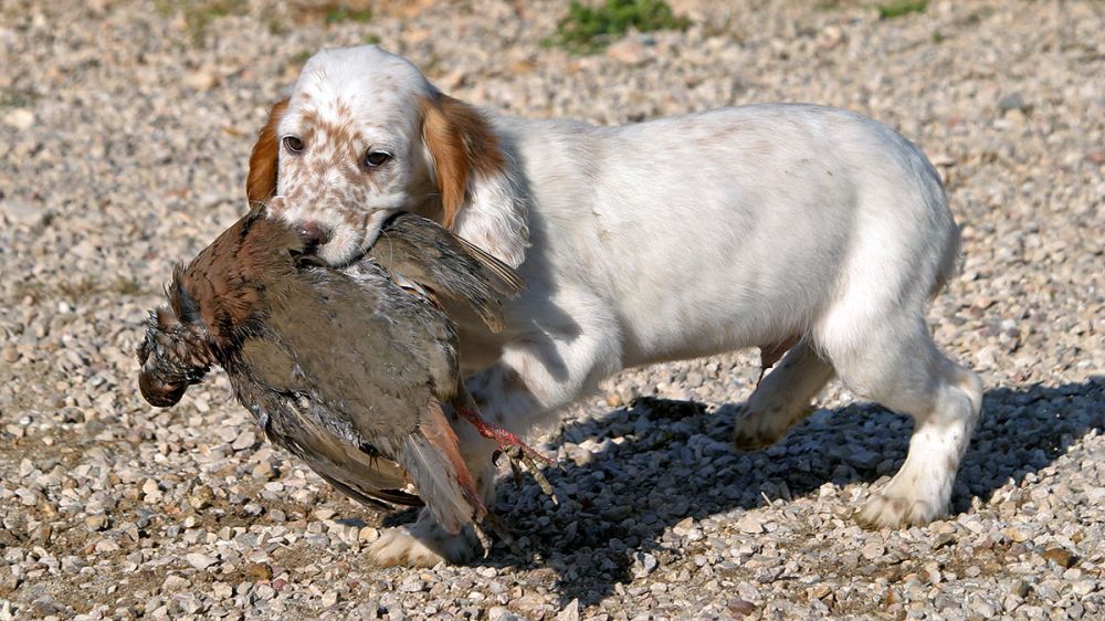 El PSOE aparca la legislación para perros de caza por no ser de necesidad inmediata