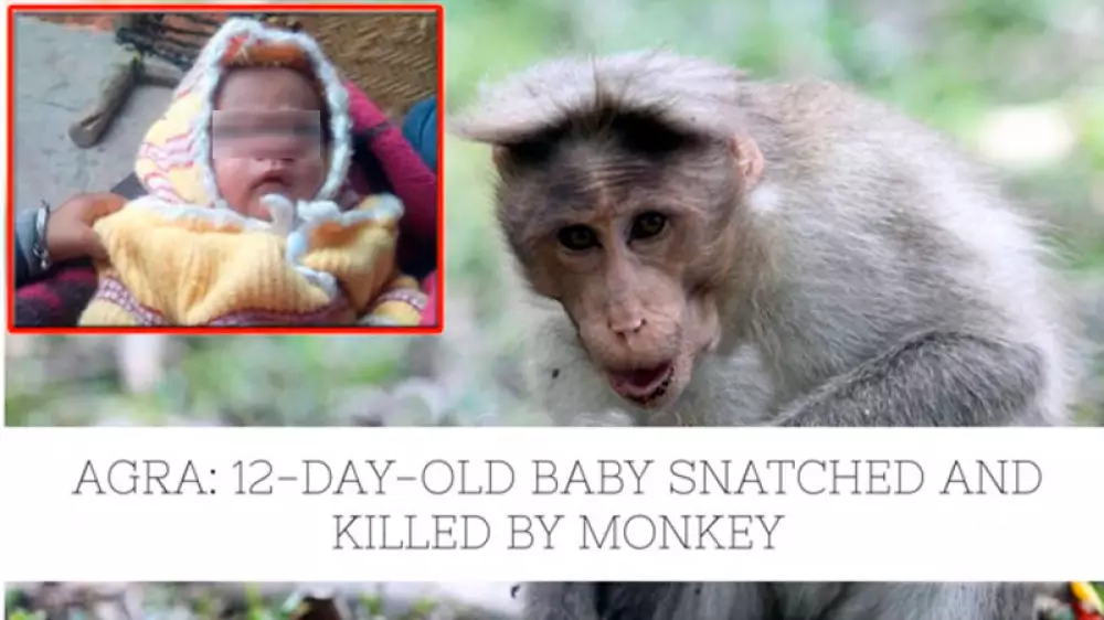 Un mono roba y mata a un bebé recién nacido en India