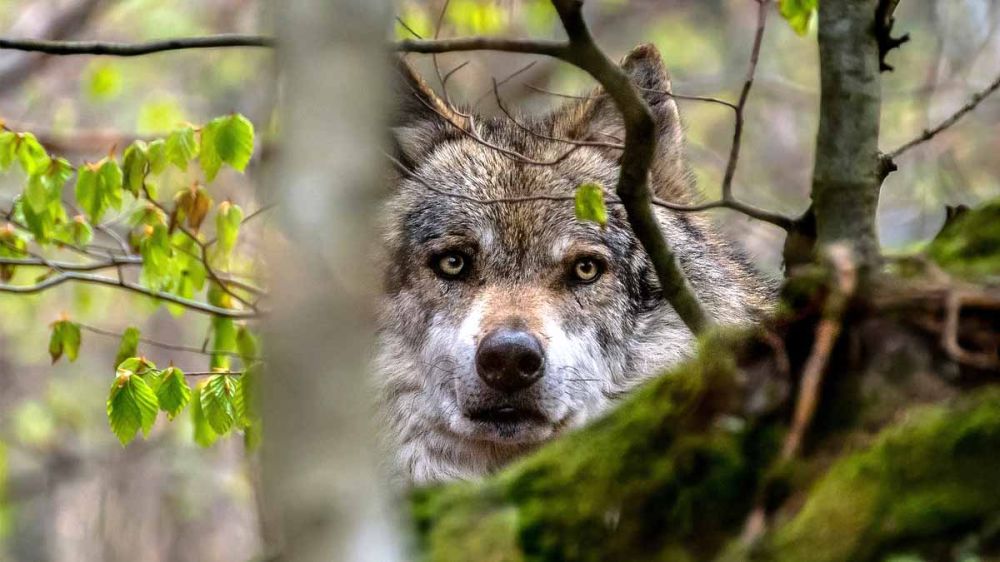 Alemania permitirá la caza de lobos que hieran a una sola oveja