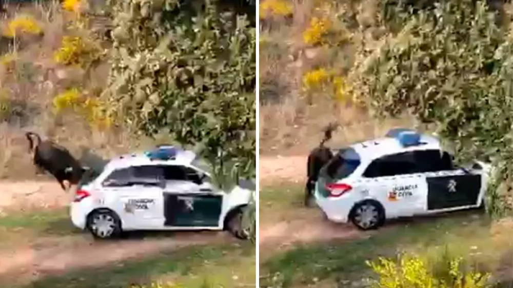 Esto sí es un toro de lidia: mueve un coche de la Guardia Civil de una embestida