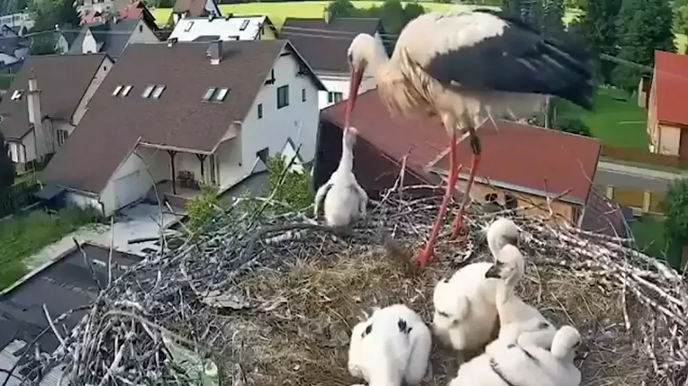 Una cigüeña blanca arroja a uno de sus polluelos fuera del nido