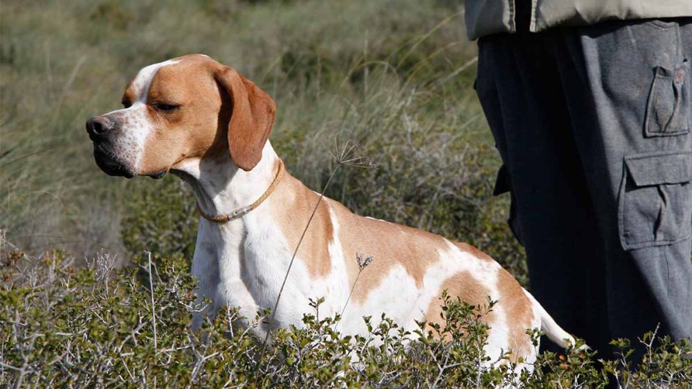 Un jabalí ataca salvajemente a un pointer inglés