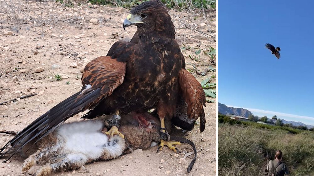 Caza de conejos con águilas de Harris por control de daños a la agricultura