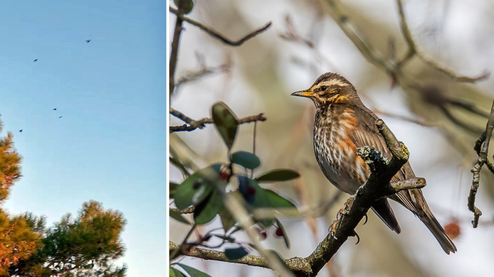 Cientos de zorzales alirrojos eligen las costas gaditanas como lugar de invernada