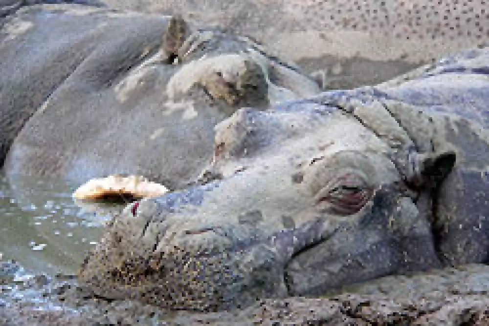 Los hipopótamos matan a 21 personas en Kibaale