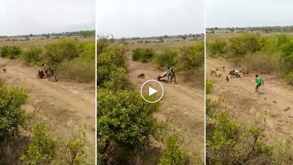 Atrapan un jabalí con una manta y sus propias manos: cuando no se dispone de armas para cazar