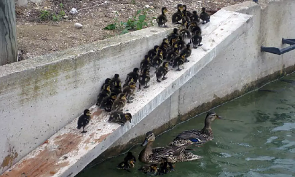 Cartuchos ecológicos para patos