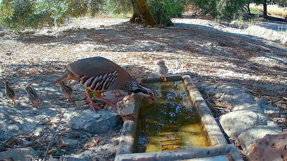 ‘Hora feliz’ en un bebedero de un coto de caza: 45 pollos de perdiz roja acuden a saciar su sed