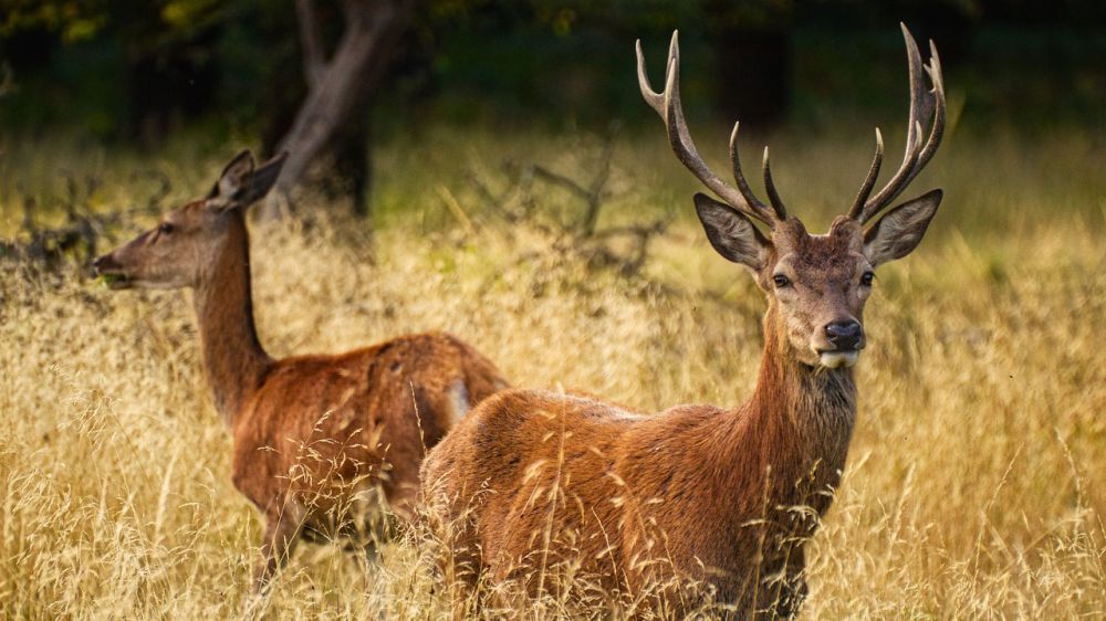 Una enfermedad sin cura ha sido detectada en España y podría ser fatal para los ciervos