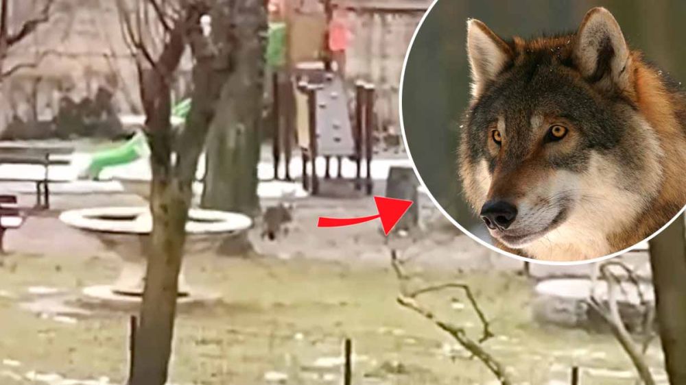 Un lobo convierte el patio de un colegio en su coto de caza