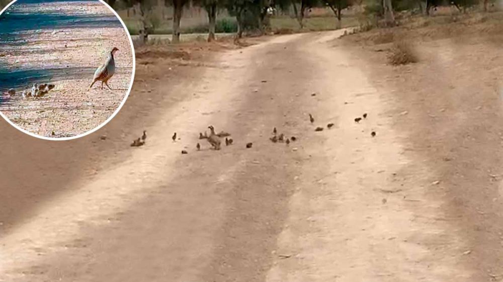 Graban una nidada de perdiz roja con 28 pollos en una finca de Sevilla