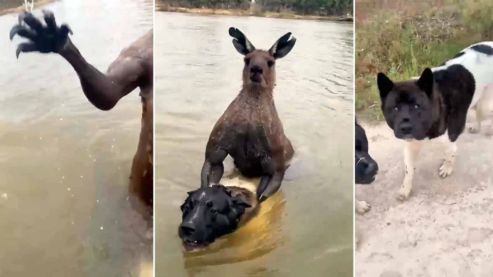 Se enfrenta a un peligroso canguro que ha atrapado a su perro en un lago