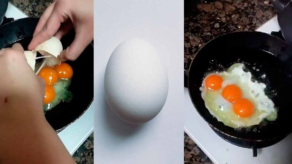 ¿Por qué salen huevos de tres yemas?