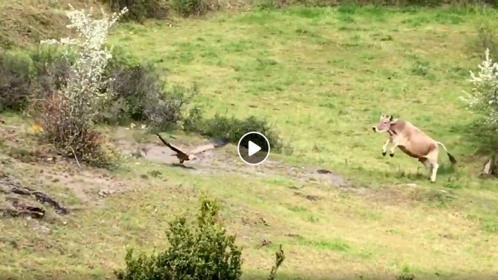Impresionante vídeo de vacas organizadas para proteger a un ternero recién parido de los buitres