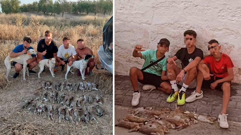 Siete furtivos, denunciados por la Guardia Civil por jactarse en redes sociales de capturar conejos con perros en época de veda