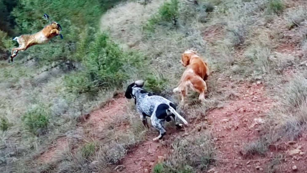 Una liebre salta de manera acrobática para esquivar a dos perros de caza