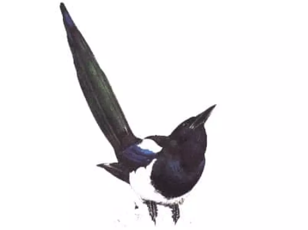 Urraca