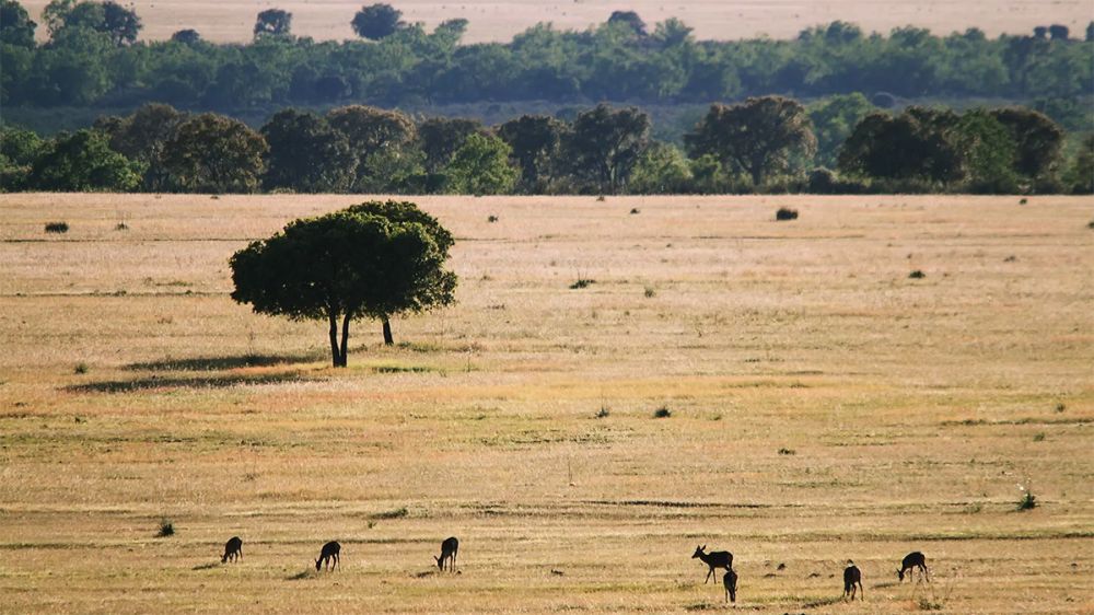 Muchos de los animales capturados en jaula trampa en Cabañeros mueren por estrés