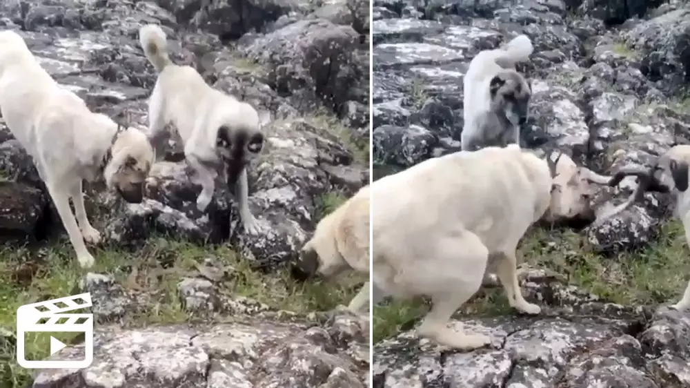 Una serpiente pone en peligro al rebaño, pero los perros actúan