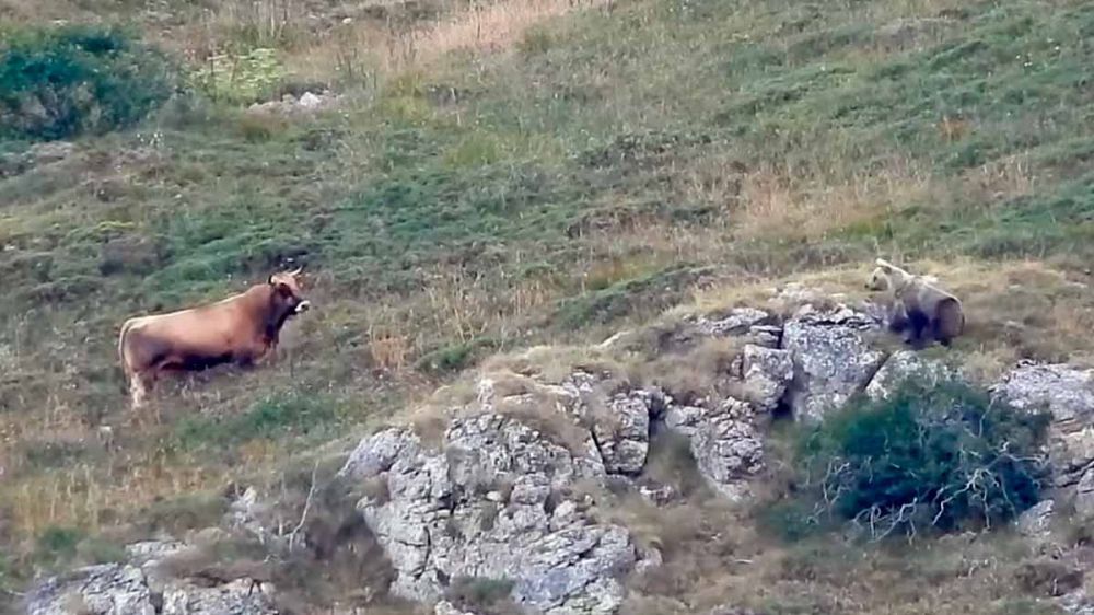 Un oso devora el cuerpo de un toro despeñado