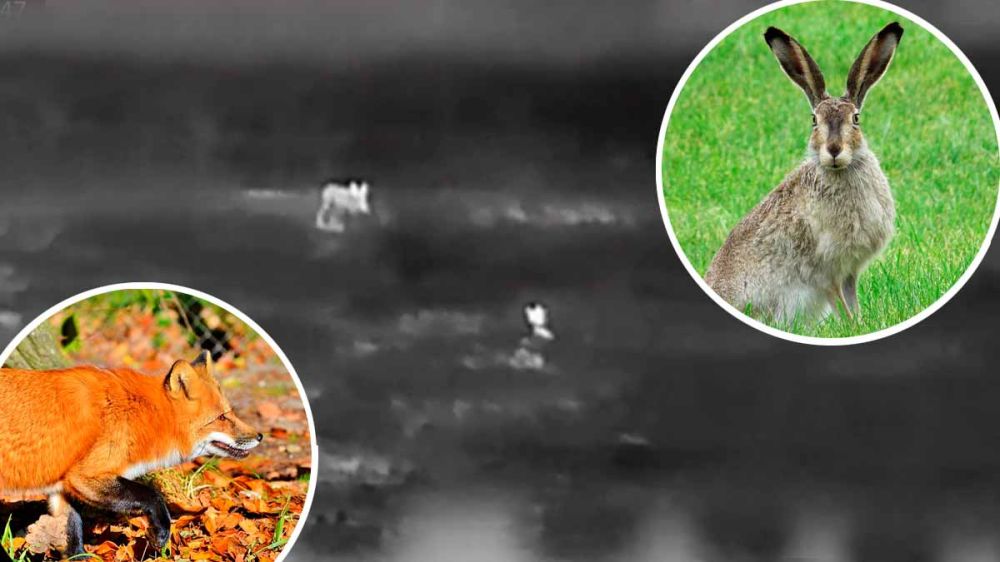 Un zorro intenta dar caza a una liebre muy avispada mientras lo graban todo con un visor térmico