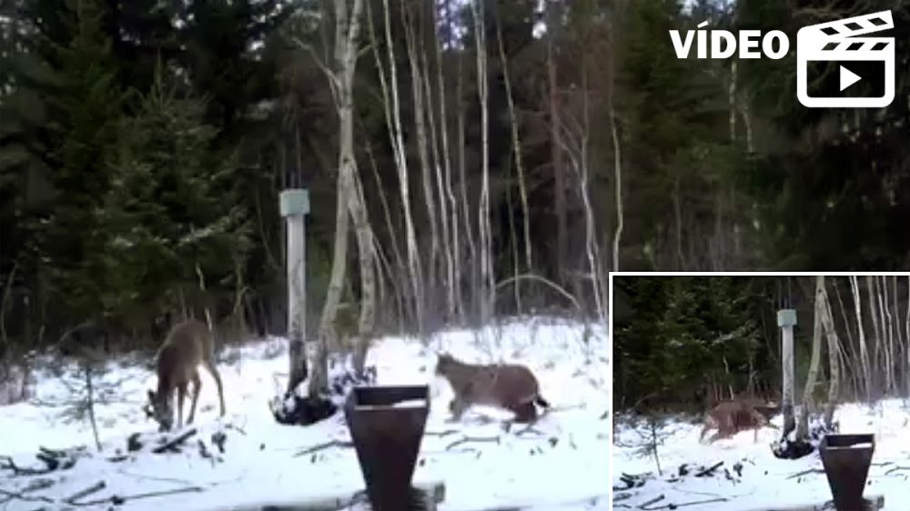 Espectaculares imágenes de un lince dando caza a un corzo