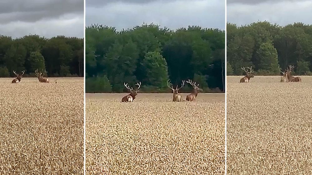 Tres impresionantes ciervos grabados en un campo de trigo
