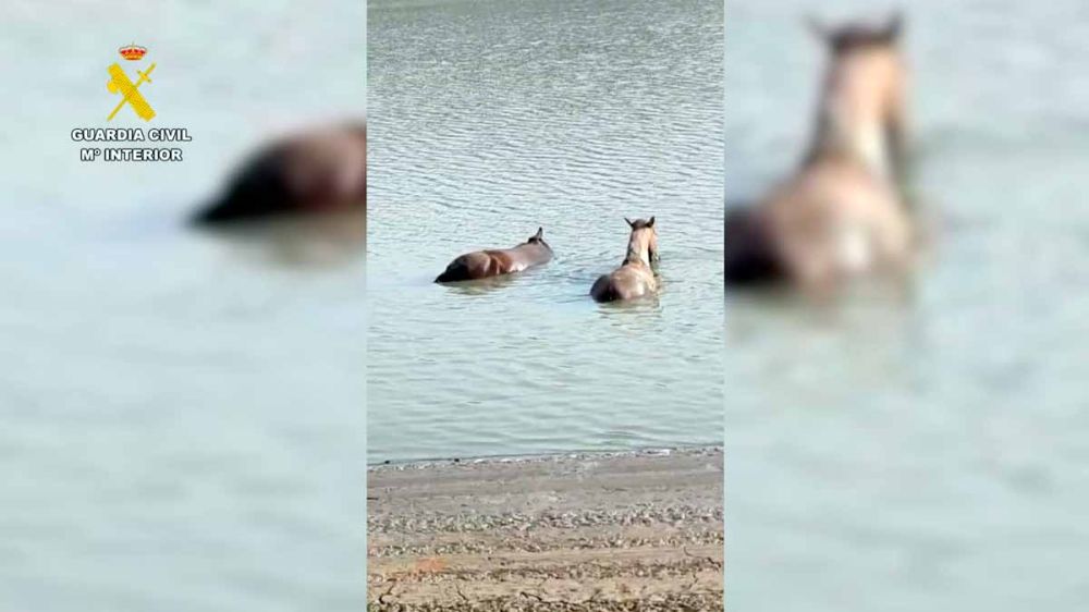 La Guardia Civil rescata dos caballos atrapados en la orilla de un embalse