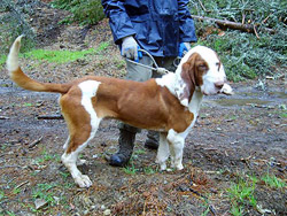 Pruebas de trabajo sobre jabalí para perros de rastro