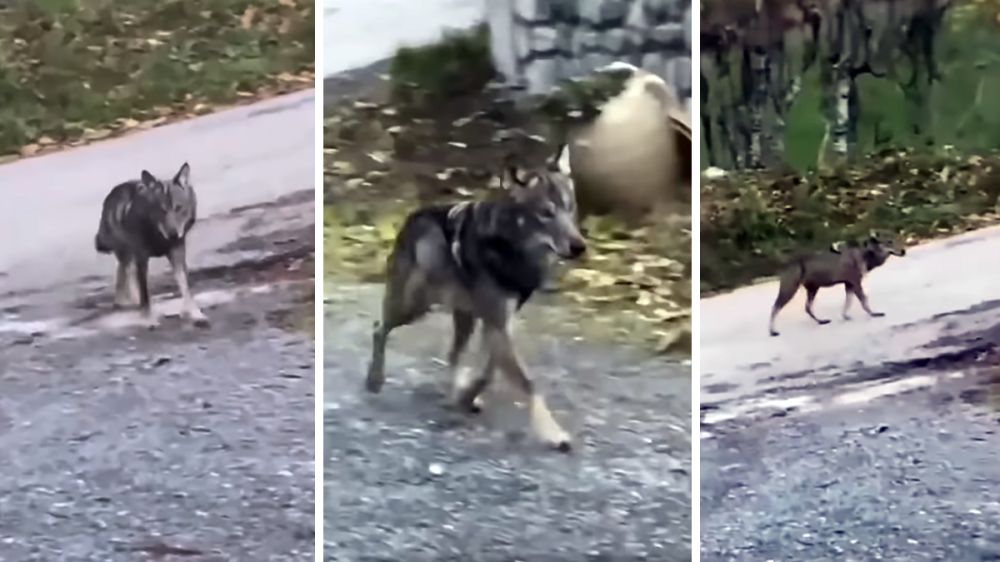 Dos lobos entran en una ganadería en busca de ovejas