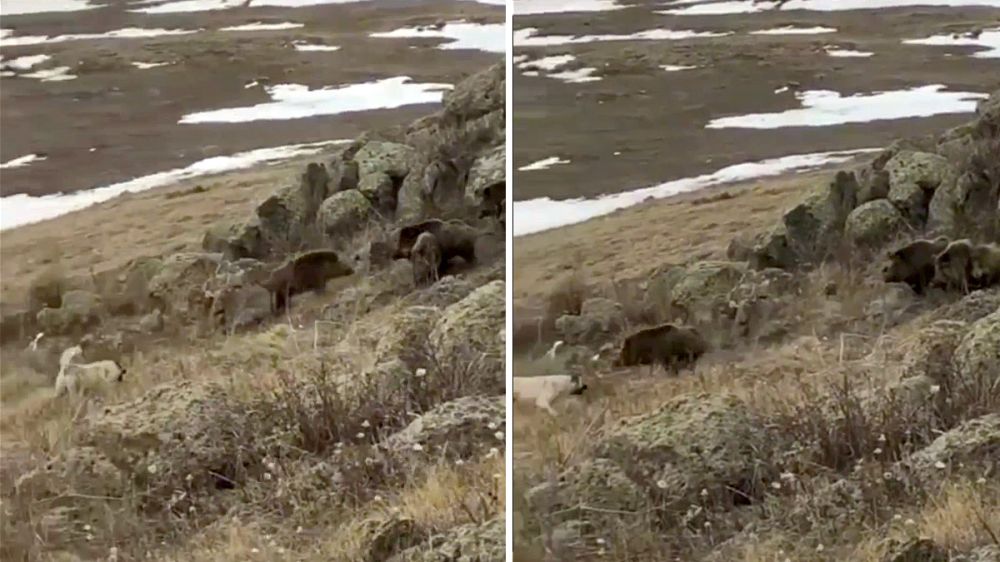 Una pelea muy desigual: dos perros contra demasiados jabalíes