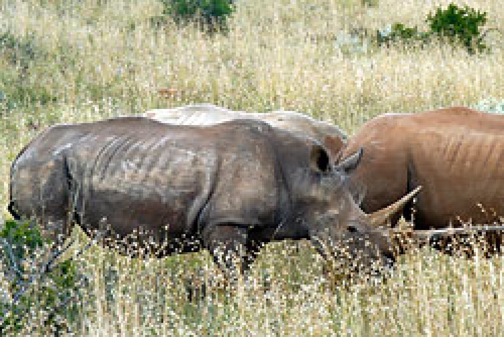 2010, ‘annus horribilis’ para los rinocerontes