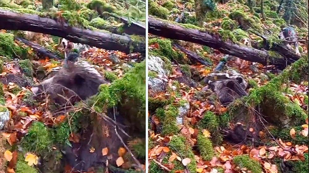 Un jabalí atapado en las ramas de un árbol es descubierto por un perro de caza