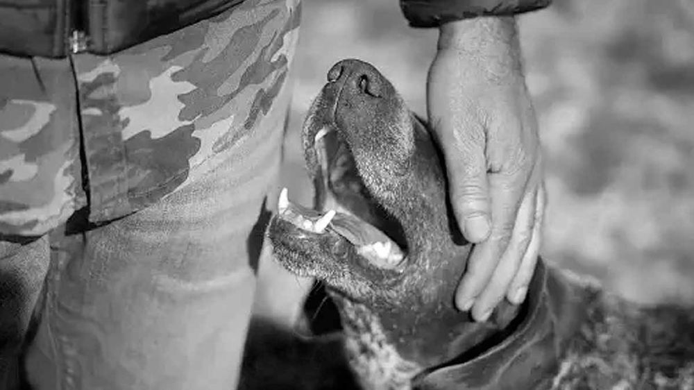 El perro del cazador fallecido estuvo seis días y seis noches sin separarse de su cadáver: una historia de fidelidad insuperable dentro de una tragedia