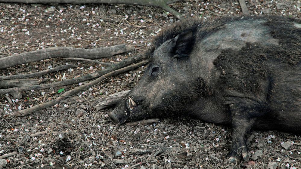 Esta es la situación de la Peste Porcina Africana y su prevención en España